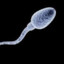 SpermaOficjalnie