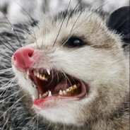 Possum Sauce
