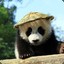 Panda in a hat