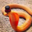 KonoSnake