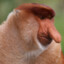 macaco