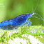 smallshrimp34