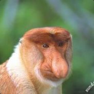 Äffen - steam id 76561197961398890