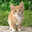 Lawuk Kedi