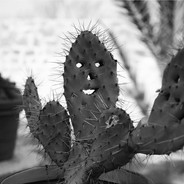 Angry Cactus