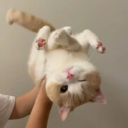 感天动地乔薯条