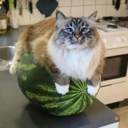 КоТ на Арбузе