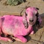 pink goat