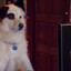 Stan The Dog (with a blog)