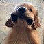 TheDogeKnight