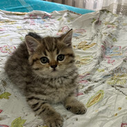 Повар's avatar