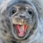 sea ​​seal