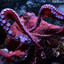 Octotako7