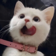 斯啵啵啵尼尼尼