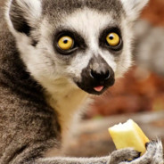 Lemur