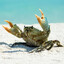 CrabDaddy