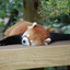 sleepy mexican