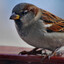 sparrow oficjalnie