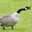 Goose
