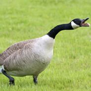 Goose