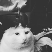 MIAU