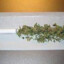 yerba mala