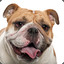 AhappyBulldog