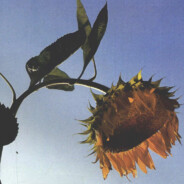 花园桥头排骨疼