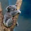KoalaGrenade