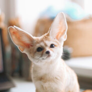 Fennec Fox