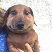 молодой банан