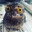 SurfIn_BIrd