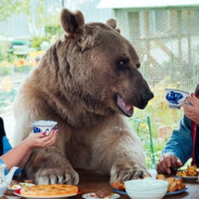 Метамодернмозга