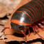 The Transgender Millipede