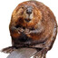 beaver