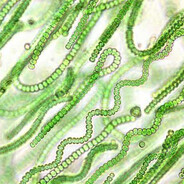 ROBERTOWOW - steam id 76561199062377929