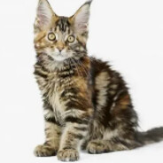 кровосмешение13