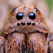 Apolonio The Prickly Spider Guy