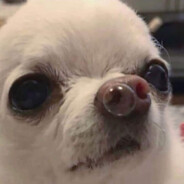 p1xel's avatar