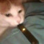 Juul Cat