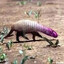 ARMADILLDO