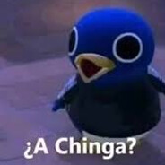 ⛥PATO MANCO