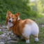 Fluffy Corgi Butts