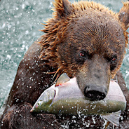 BigBear