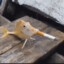 brko