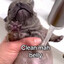 pibbles alt acc
