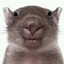repulsive_FAT_nauseating_wombat