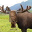 Moose Windu