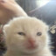 Gato Babaca