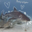 Sharksrcooll